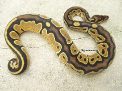 A ball python