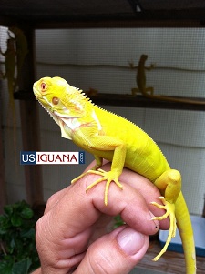 Albino Iguana