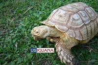 T+ Sulcata